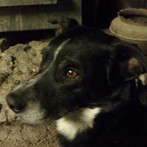 Meet your Posher, Taz